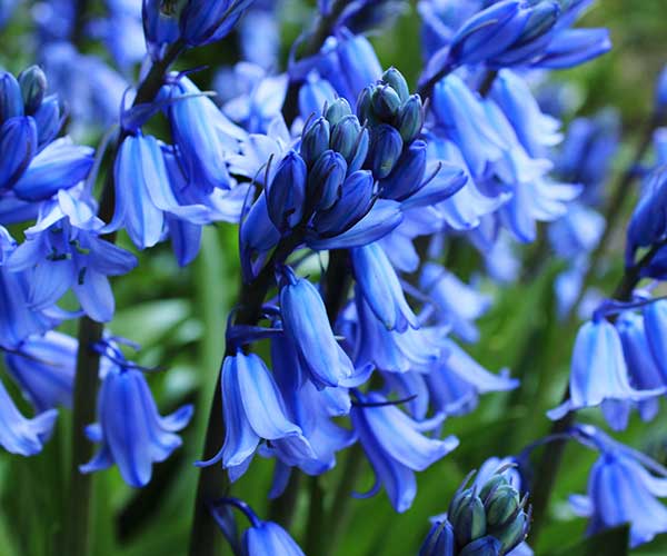 a field full of bluebells